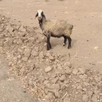 میش|حیوانات مزرعه|پاسارگاد, |دیوار