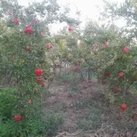 باغ انار|فروش زمین و ملک کلنگی|سلفچگان, |دیوار
