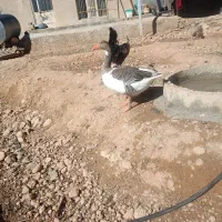غازمحلی