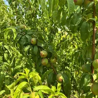 باغ ۴۰۰ متری با بنای نیمه کاره|فروش زمین و ملک کلنگی|گلستان (تهران), |دیوار