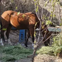 اسب دره شور