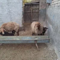 یک جفت میش داشتی به همراه بره