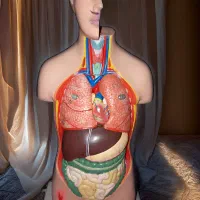 آناتومی بدن