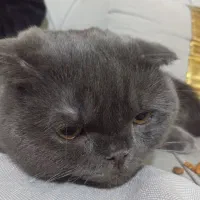 دنبال نر و ماده برای گربه هام هستم دوتا گربه دارم