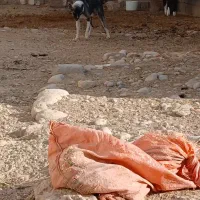 تول ده ماه شهر کردی