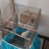 عروس هلندی