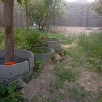 خانه گلزار بردسیر 14 قصب سوییت 80 متری|فروش خانه و ویلا|گلزار, |دیوار