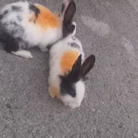 خرگوش لوپ نروماد|موش و خرگوش|کرمانشاه, |دیوار