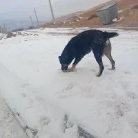 سگ سگ سگ|سگ|زنجان, |دیوار