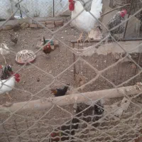 سه تا خروس سفید|حیوانات مزرعه|فردیس, شهرک ۱۱۰|دیوار