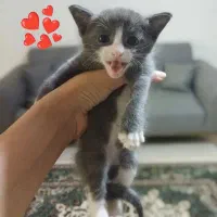 بچه گربه برتیش|گربه|ارومیه, |دیوار