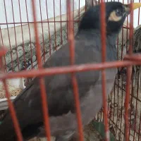 مرغ مینا سخنگو|پرنده|اصفهان, شهرک امام خمینی|دیوار