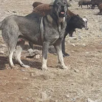 شیته ۲۰ماهه از نسل قصاب آماده کشش