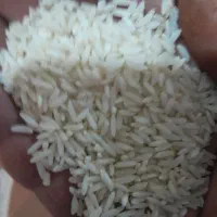 برنج محلی دورود بردجرد|خوردنی و آشامیدنی|بروجرد, |دیوار