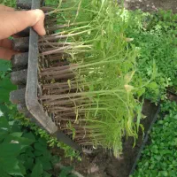 نشا گوجه خزانه ای و سینی کشت