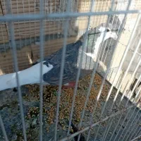 کبوتر|پرنده|چناران, |دیوار