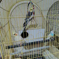 عروس هلندی جفت با قفس