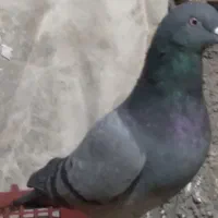 سبز پاکستان|پرنده|امیدیه, |دیوار