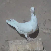 هفرنگ ماده|پرنده|دشتابی, |دیوار