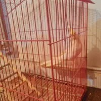 عروس هلندی نر آماده دستی شدن|پرنده|صدرا-فارس, فاز ۱|دیوار