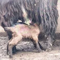 بز دقلو زا با دو بزغاله درجه ۱