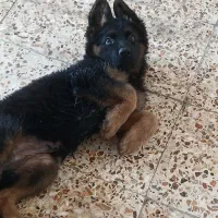سگ ژرمن شولاین دوماهه ماده بلک فیس