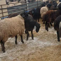 بره نره چاق|حیوانات مزرعه|ساوه, |دیوار