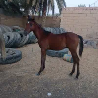 اسب نریون