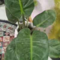 فروش گیاه خانگی گل۸۰|حراج|بروجرد, |دیوار