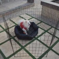 عرضه پارک سگ فولادی (عمده ـ جزئی)