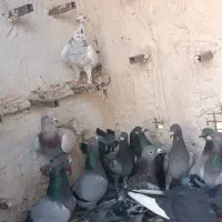 کفتر جوجه پلاکی|پرنده|شیراز, پانصد دستگاه ارتش|دیوار