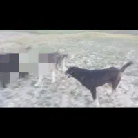 سگ‌قدرجونی‌سرابی‌پژدر.گمشده