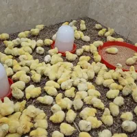 جوجه گوشتی راس ۳۸ تومن