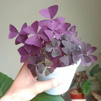 گل‌های آپارتمانی