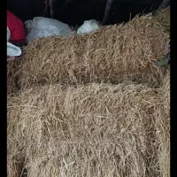 کاه برنج بسته بندی شده