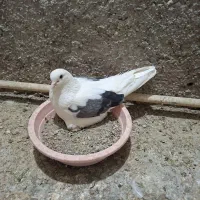 نر و ماده تیکه پار هوای به علت جابه جای