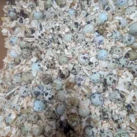 تخم بلدرچین نطفه دار و خوراکی