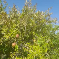 زمین کشاورزی  وباغی|فروش دفتر صنعتی، کشاورزی، تجاری|حبیب آباد, |دیوار