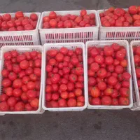 گوجه ربی قره پشلو