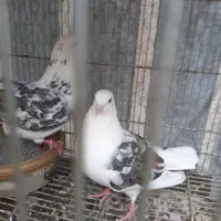 کبوتر فروشی
