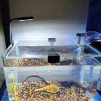 آکواریوم 30*20*20 و ماهی|ماهی|کهریزک, |دیوار