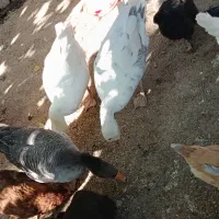 غاز|حیوانات مزرعه|یاسوج, |دیوار