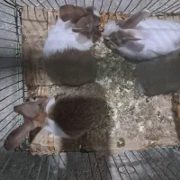 خرگوش