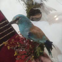 فروش پرنده دکوری