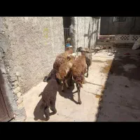 گوسفند بره دار بره هاش نر هست
