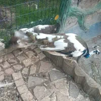 جوجه طاووس|پرنده|گرگان, |دیوار