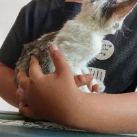 بچه گربه رام