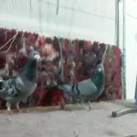 کفتر|پرنده|تبریز, |دیوار