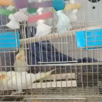 عروس هلندی با ۷ تا تخم عروس هلندی و مرغ عشق با قفس|پرنده|فیروزکوه, |دیوار