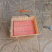 قفس بزرگ عروس هلندی